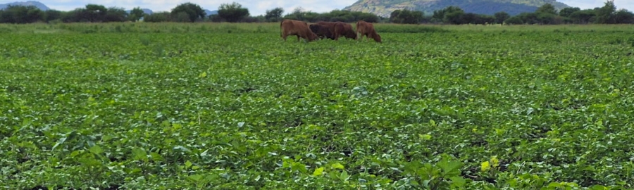 0 Bedroom Property for Sale in Brits Rural North West